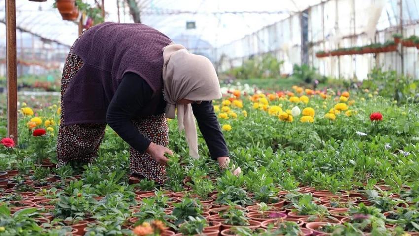 Muğla'da üretilip 5 ilde satılıyor! Türkiye'de uygulama yeni başladı