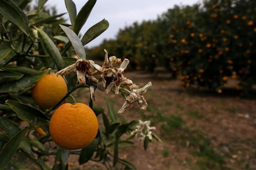 Adana'da şubat ve nisan felaketinin yaraları sarılıyor! Zirai don mağduru 9 bin 200 üreticiye 717 milyon TL'lik dev afet desteği başladı!