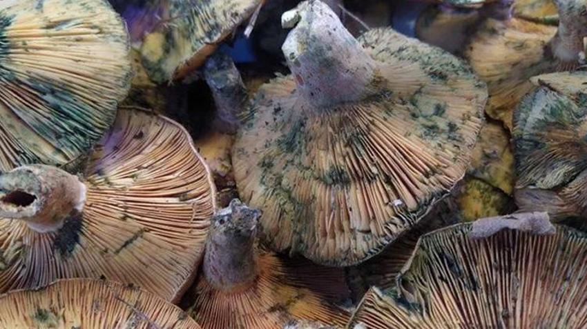 400 liradan satılıyordu! Fiyatlar düştü, tezgahlar dolup taştı: Vatandaşlar kapış kapış alıyor