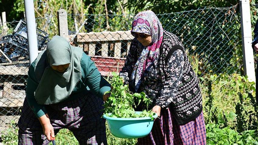Bilecikli kadın kaynatıp içtiği nane suyundan ilham alarak girişimci oldu! İstanbul, Bursa, Eskişehir ve Sakarya'dan özel müşterileri var