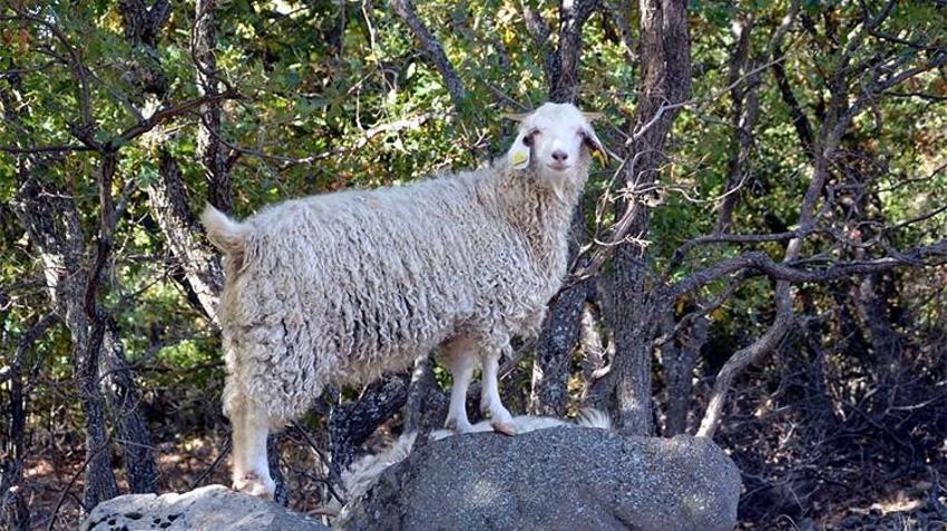Bakanlık harekete geçti! Bolu'da tiftik keçisine 3 milyon liralık destek