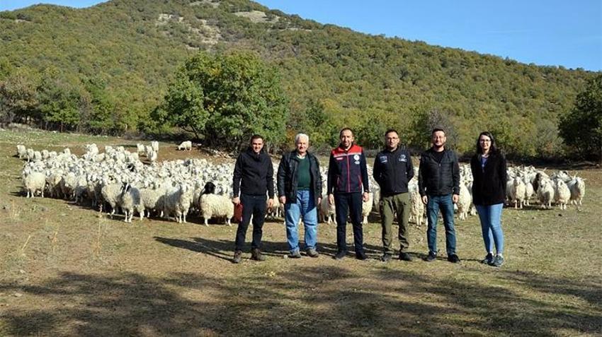 Bakanlık harekete geçti! Bolu'da tiftik keçisine 3 milyon liralık destek