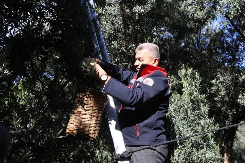 Artvin'de uluslararası ödüllü Butko zeytini hasadı başladı: coğrafi tescil yolda!