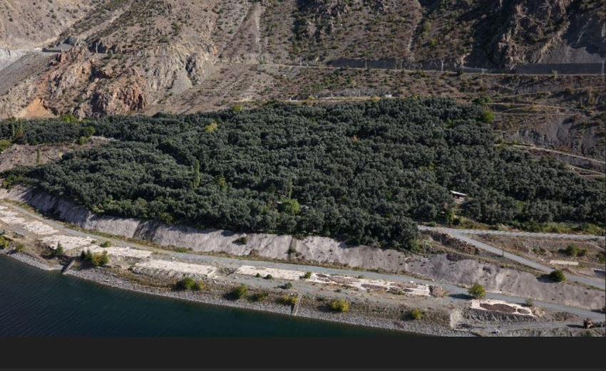 Artvin'de uluslararası ödüllü Butko zeytini hasadı başladı: coğrafi tescil yolda!