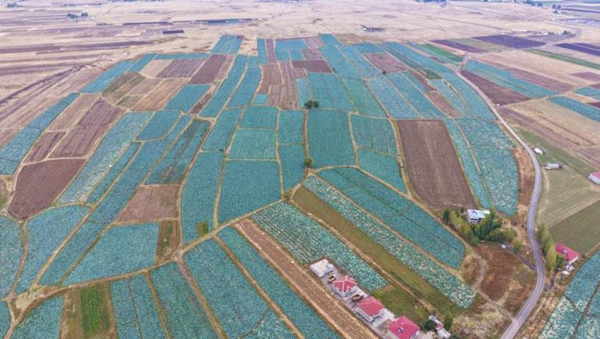 Muş Ovası'nda hasat başlad! Kent ekonomisine 150 milyon liralık katkı bekleniyor