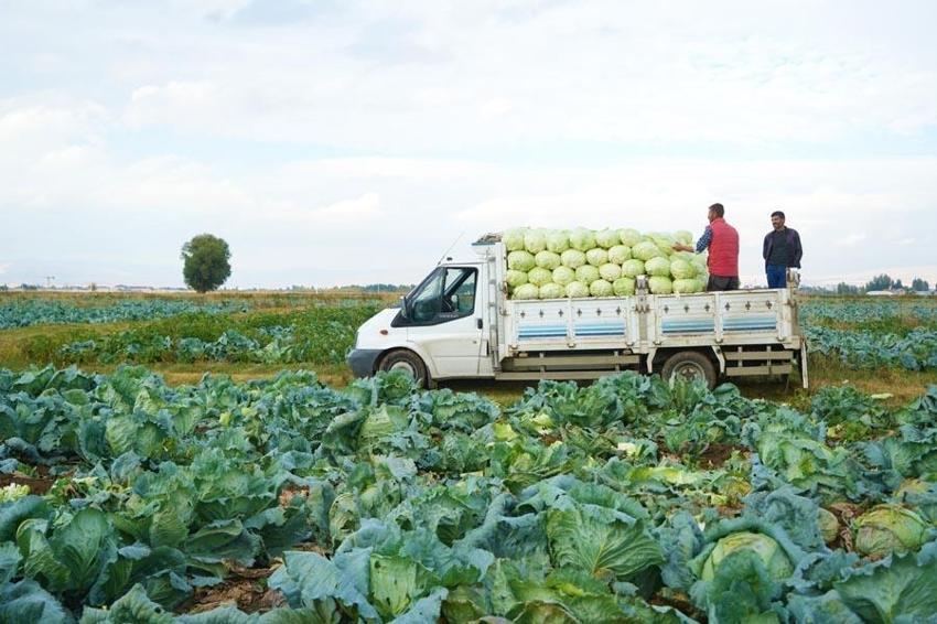 Muş Ovası'nda hasat başlad! Kent ekonomisine 150 milyon liralık katkı bekleniyor