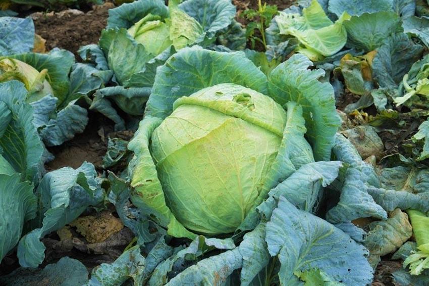 Muş Ovası'nda hasat başlad! Kent ekonomisine 150 milyon liralık katkı bekleniyor