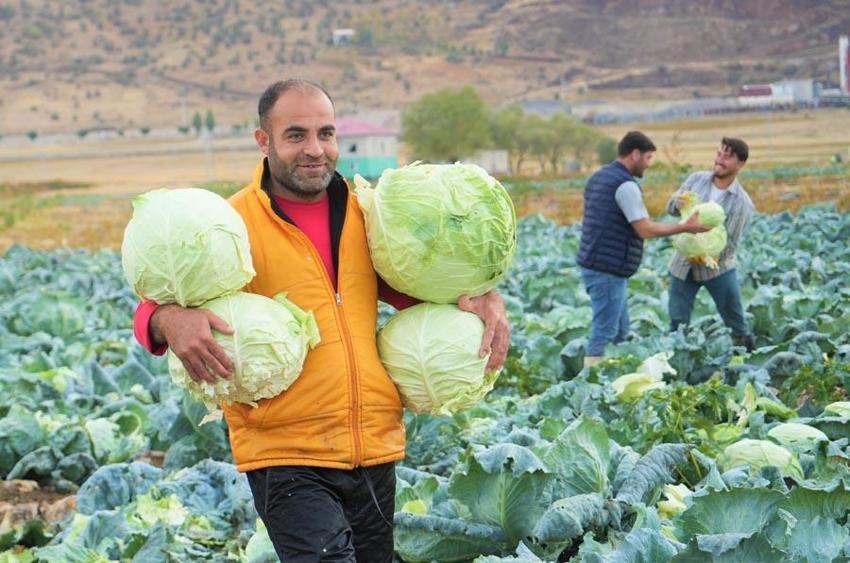 Muş Ovası'nda hasat başlad! Kent ekonomisine 150 milyon liralık katkı bekleniyor