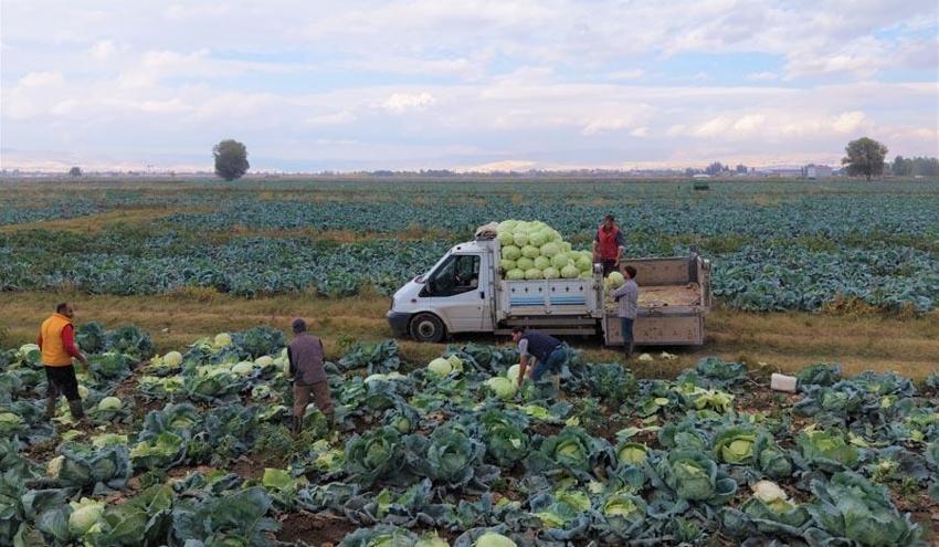 Muş Ovası'nda hasat başlad! Kent ekonomisine 150 milyon liralık katkı bekleniyor