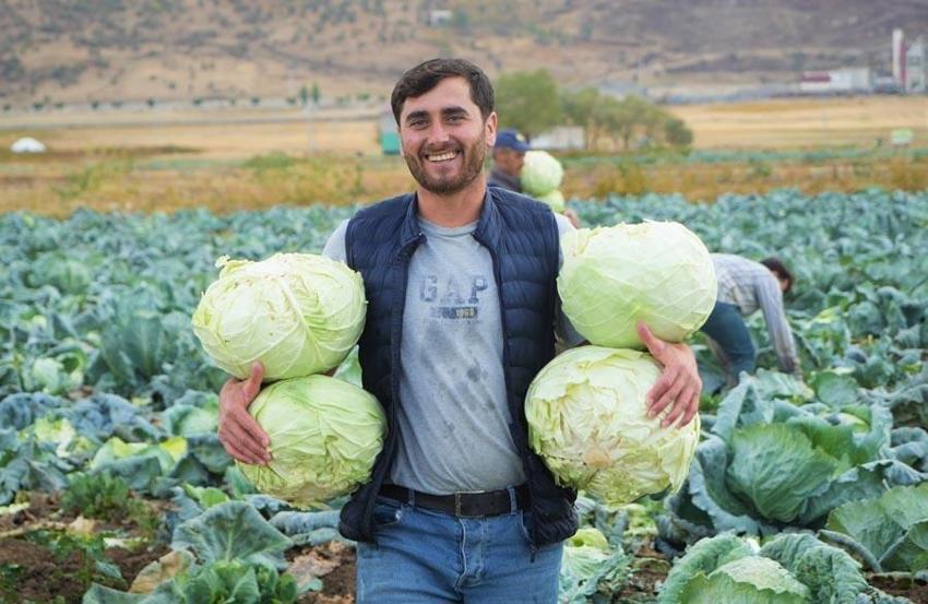 Muş Ovası'nda hasat başlad! Kent ekonomisine 150 milyon liralık katkı bekleniyor