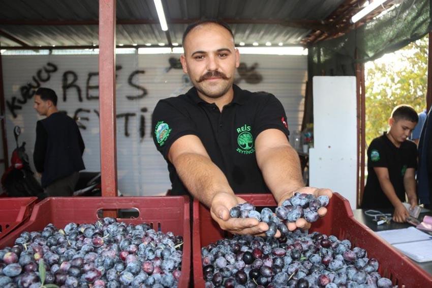 Fethiye'de zeytin hasadı tüm hızıyla sürüyor! Hem kaliteli hem de ucuz: İşte kilo fiyatı