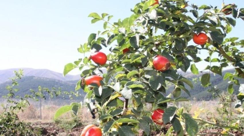 Dikeni yok, getirisi çok! Bu bitkiyi üretenin kazancı katlanacak!