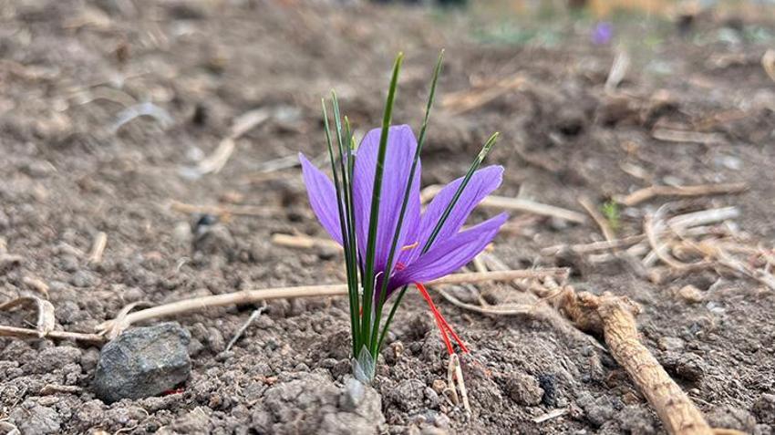 Hakkari'de ilk defa ekilen üründe hasat vakti geldi! 600 gram rekolte bekleniyor