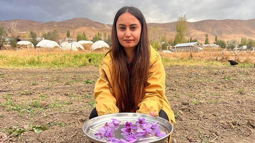 Hakkari'de ilk defa ekilen üründe hasat vakti geldi! 600 gram rekolte bekleniyor
