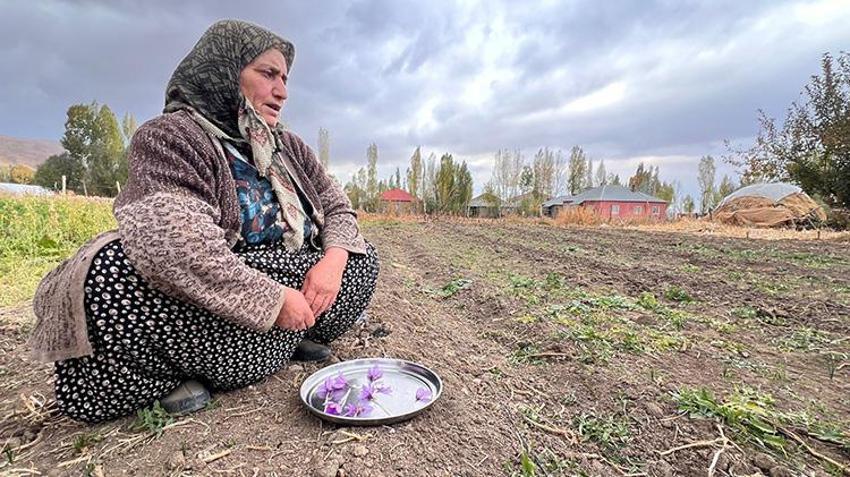 Hakkari'de ilk defa ekilen üründe hasat vakti geldi! 600 gram rekolte bekleniyor