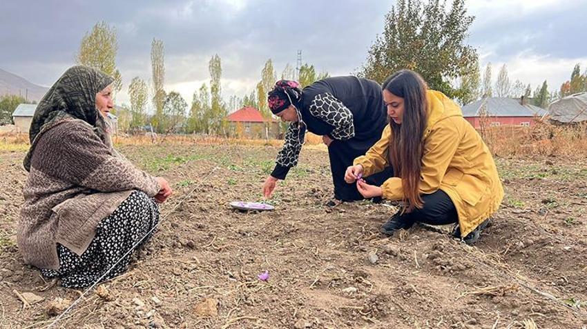 Hakkari'de ilk defa ekilen üründe hasat vakti geldi! 600 gram rekolte bekleniyor