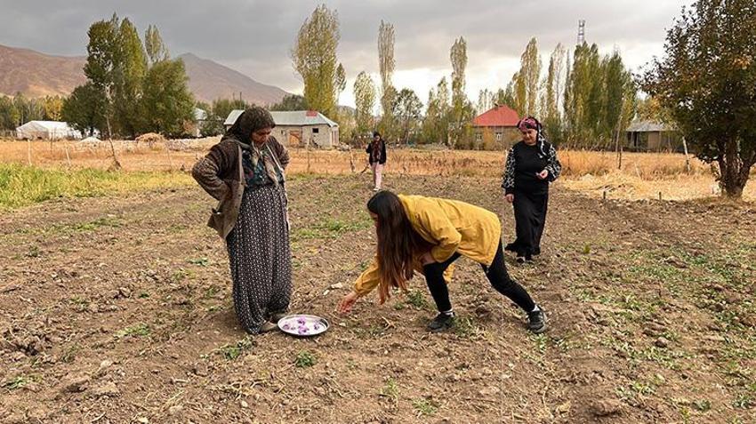 Hakkari'de ilk defa ekilen üründe hasat vakti geldi! 600 gram rekolte bekleniyor