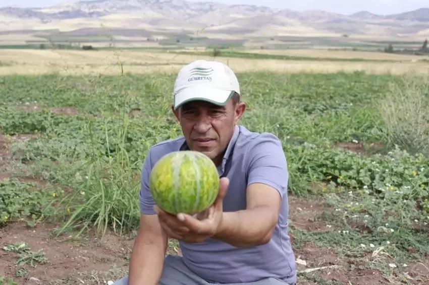 4 yıl incelendi sadece Yozgat'ta yetişiyor! Tanesi 40 lira: Kargoyla gönderilmiyor