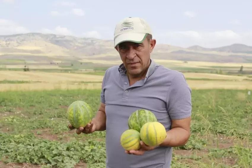 4 yıl incelendi sadece Yozgat'ta yetişiyor! Tanesi 40 lira: Kargoyla gönderilmiyor
