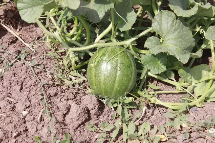 4 yıl incelendi sadece Yozgat'ta yetişiyor! Tanesi 40 lira: Kargoyla gönderilmiyor