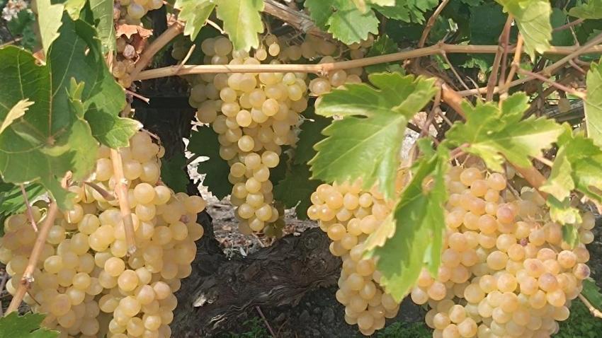 Elazığ'dan 62 il ve 4 ülkeye ihraç ediliyor! Yüzlerce tır sıraya girdi: Yüzde 70 ihtiyaç var