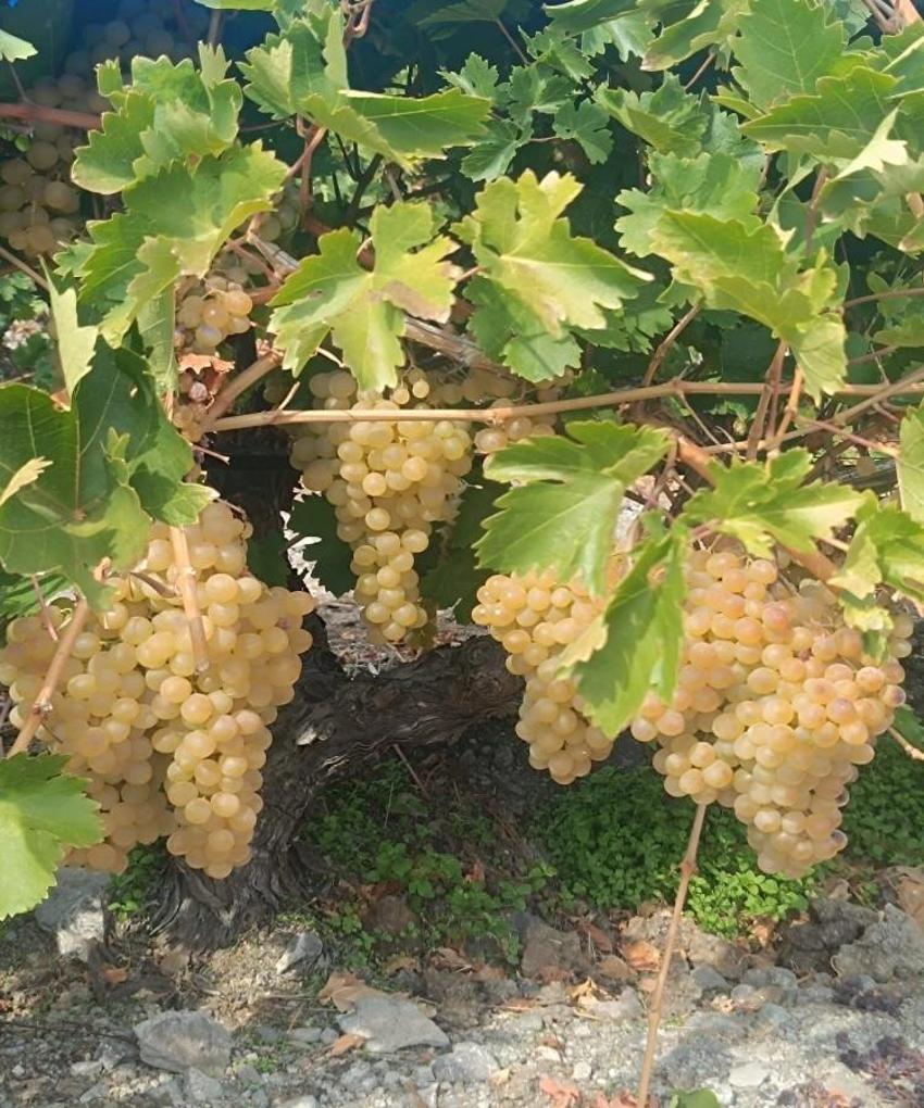 Elazığ'dan 62 il ve 4 ülkeye ihraç ediliyor! Yüzlerce tır sıraya girdi: Yüzde 70 ihtiyaç var