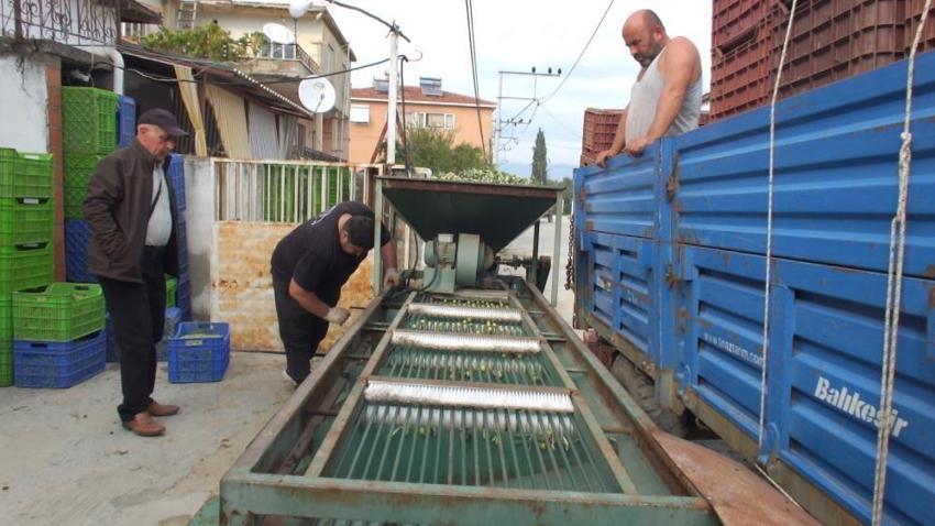 Balıkesir Burhaniye'de hasadı başladı: Kilosu 80 TL'ye dayandı! Son yağmurlar kaliteyi artırdı