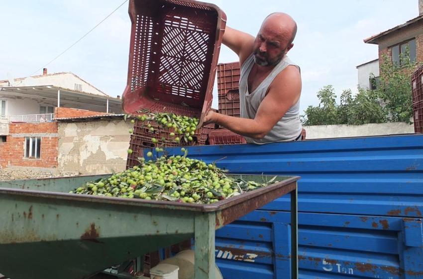 Balıkesir Burhaniye'de hasadı başladı: Kilosu 80 TL'ye dayandı! Son yağmurlar kaliteyi artırdı