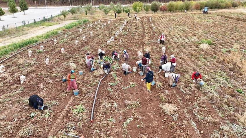 Sivas'ta doğal yöntemlerle üretilen patatesler öğrencilere burs olacak