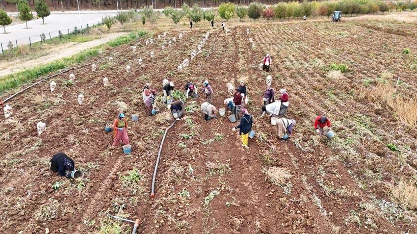 Sivas'ta doğal yöntemlerle üretilen patatesler öğrencilere burs olacak