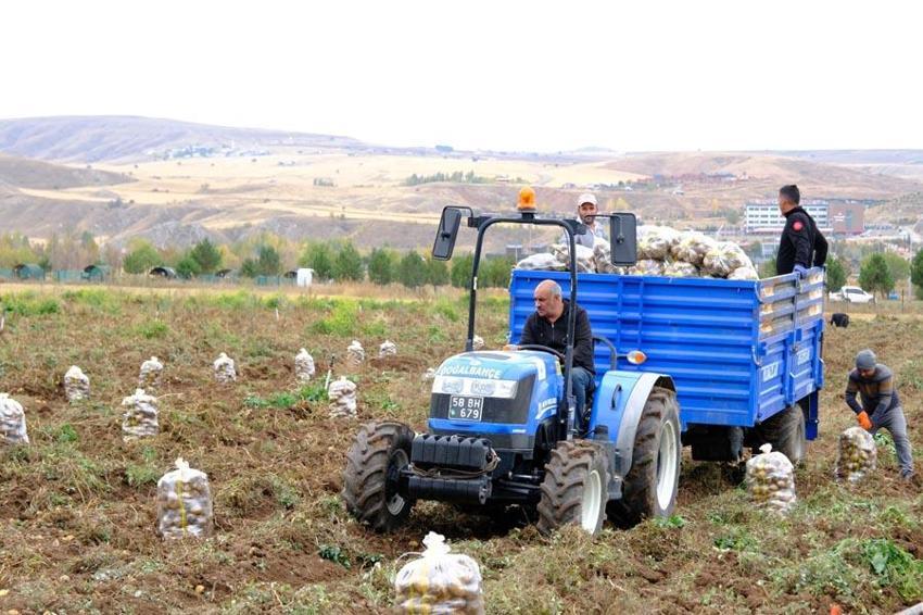Sivas'ta doğal yöntemlerle üretilen patatesler öğrencilere burs olacak