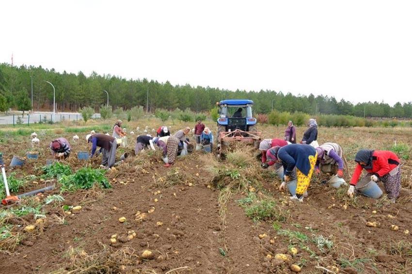 Sivas'ta doğal yöntemlerle üretilen patatesler öğrencilere burs olacak