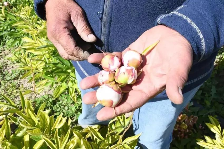 Hollanda'dan Yozgat'a getirip ekti! 13 yıl para kazandı: Başına öyle bir iş geldi ki şimdi ne yapsa olmuyor!
