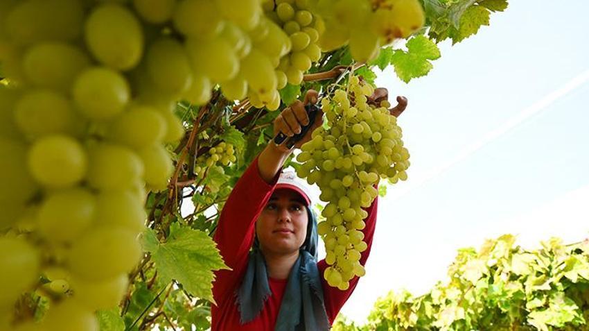 Manisa Sarıgöl'de sofralık üzümde bereket yılı: Rekolte 500 bin tona ulaştı! Çiftçinin yüzü gülüyor