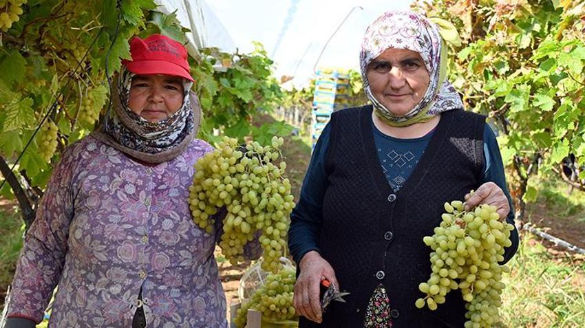 Manisa Sarıgöl'de sofralık üzümde bereket yılı: Rekolte 500 bin tona ulaştı! Çiftçinin yüzü gülüyor