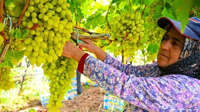 Manisa Sarıgöl'de sofralık üzümde bereket yılı: Rekolte 500 bin tona ulaştı! Çiftçinin yüzü gülüyor