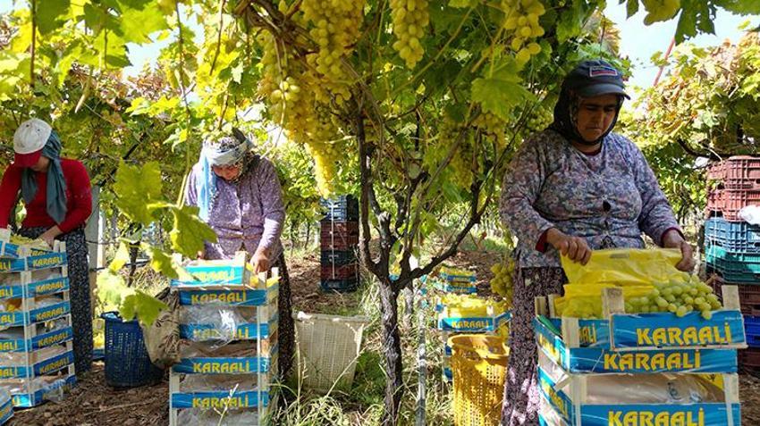 Manisa Sarıgöl'de sofralık üzümde bereket yılı: Rekolte 500 bin tona ulaştı! Çiftçinin yüzü gülüyor