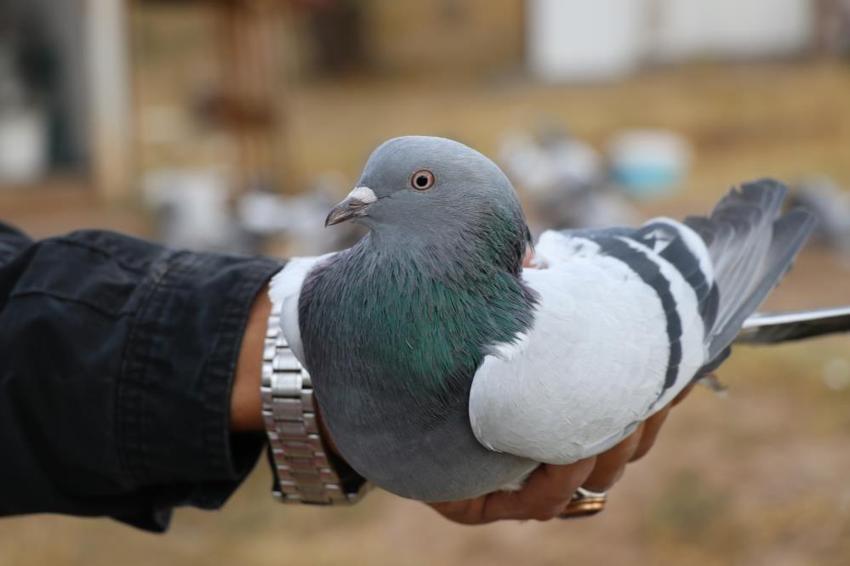 Sadece Sivas'ın dağlarında uçuyor! İki cins yetişiyor: 500 bin TL'ye alıcısı var: Nesli bozulma tehlikesi altında