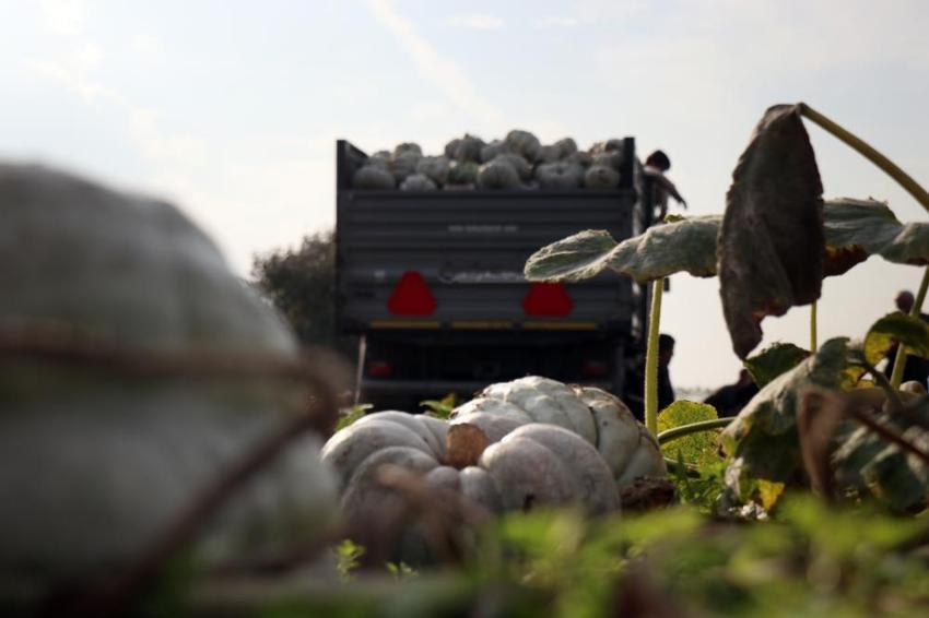 Sakarya'nın 'Beyaz Elması' tarlalarda parlamaya başladı! Kilosu 15 liraya fırladı: Yurt dışından dahi misafir geliyor