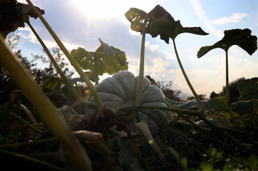 Sakarya'nın 'Beyaz Elması' tarlalarda parlamaya başladı! Kilosu 15 liraya fırladı: Yurt dışından dahi misafir geliyor
