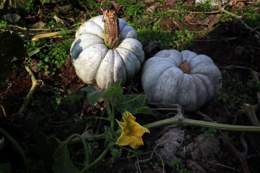 Sakarya'nın 'Beyaz Elması' tarlalarda parlamaya başladı! Kilosu 15 liraya fırladı: Yurt dışından dahi misafir geliyor