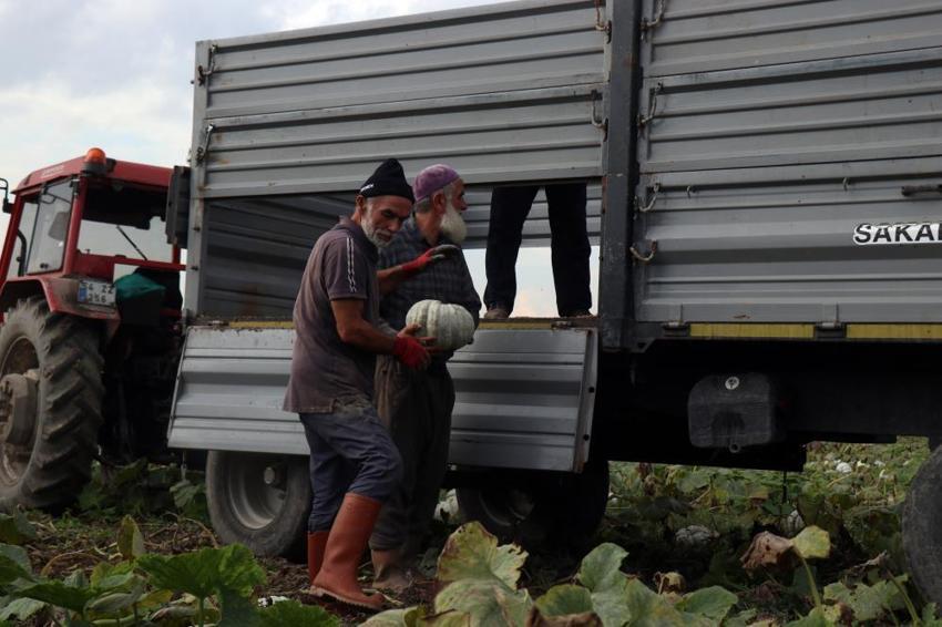 Sakarya'nın 'Beyaz Elması' tarlalarda parlamaya başladı! Kilosu 15 liraya fırladı: Yurt dışından dahi misafir geliyor