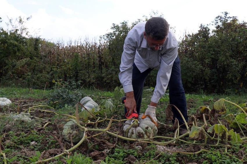 Sakarya'nın 'Beyaz Elması' tarlalarda parlamaya başladı! Kilosu 15 liraya fırladı: Yurt dışından dahi misafir geliyor