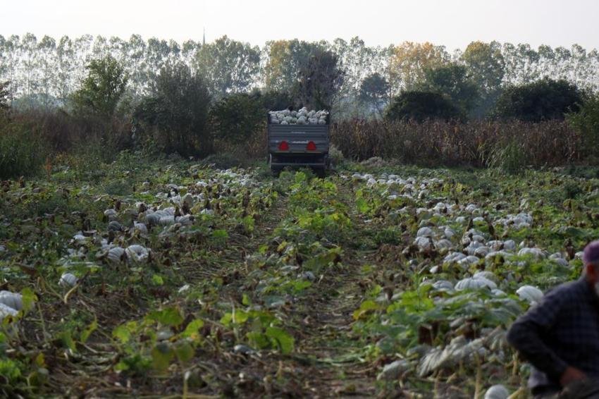 Sakarya'nın 'Beyaz Elması' tarlalarda parlamaya başladı! Kilosu 15 liraya fırladı: Yurt dışından dahi misafir geliyor