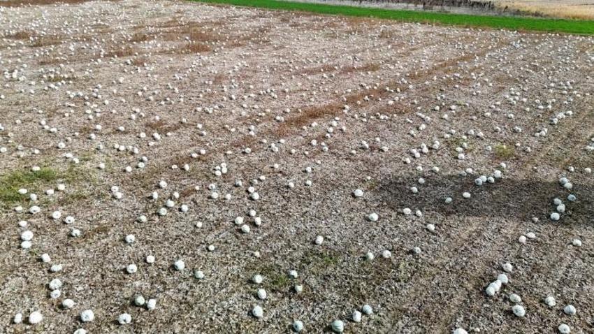 Eskişehir köylüsü 1 yıldır bekliyordu! Kilo fiyatı belli oldu: 3 sınıfa ayrılıyor
