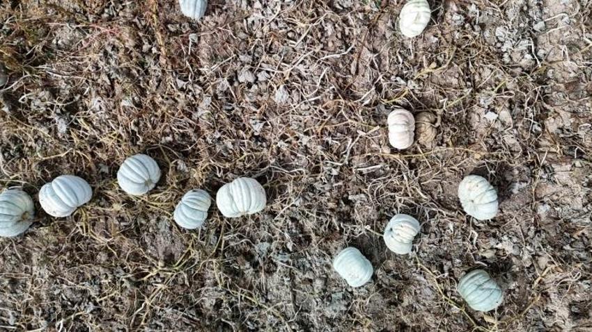 Eskişehir köylüsü 1 yıldır bekliyordu! Kilo fiyatı belli oldu: 3 sınıfa ayrılıyor