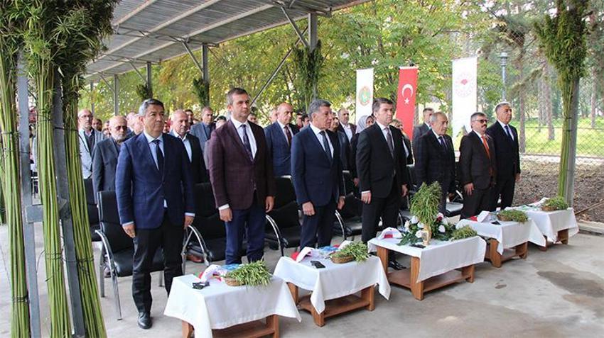 Amasyalı üretici kenevirden vazgeçti! Ekim alanları hızla düştü