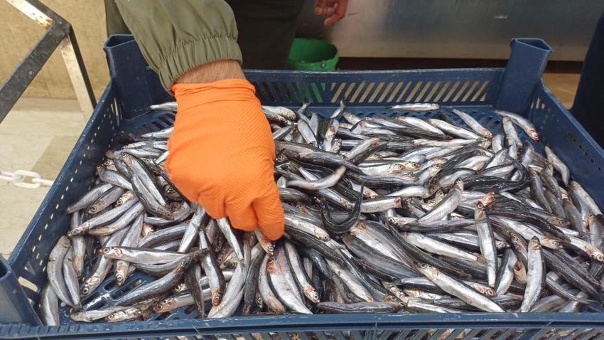 Kayseri'de kilosu 100 ile 200 lira arası değişiyor! Palamut azaldı, hamsi coştu