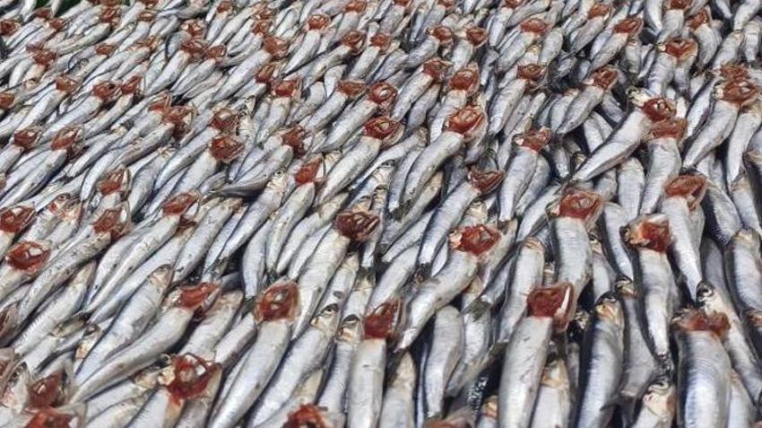 Kayseri'de kilosu 100 ile 200 lira arası değişiyor! Palamut azaldı, hamsi coştu