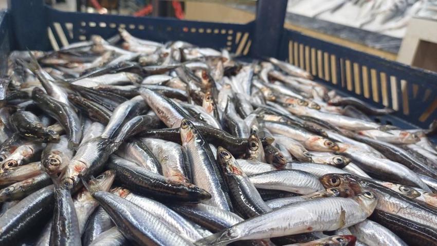 Kayseri'de kilosu 100 ile 200 lira arası değişiyor! Palamut azaldı, hamsi coştu